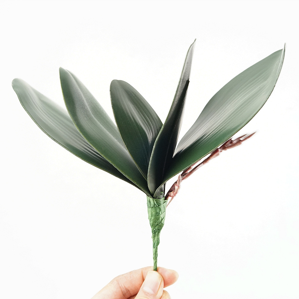 Orchid Phalaenopsis - Simulation de feuilles de Phalaenopsis Eva,