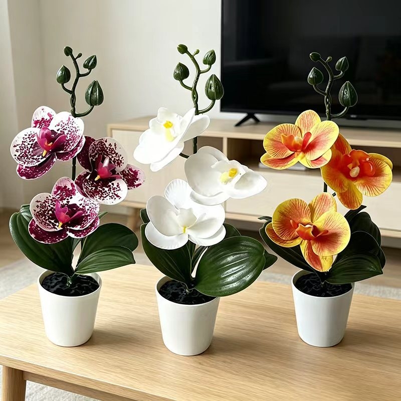 Mini orchidée papillon en pot  - Orchid Phalaenopsis avis et prix