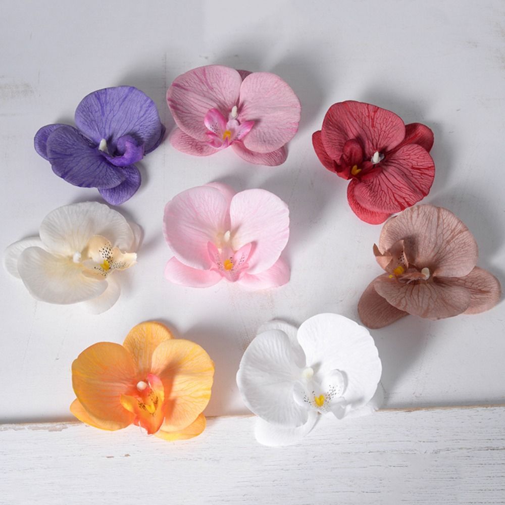 Têtes de fleurs de Phalaenopsi - Orchid Phalaenopsis avis et prix