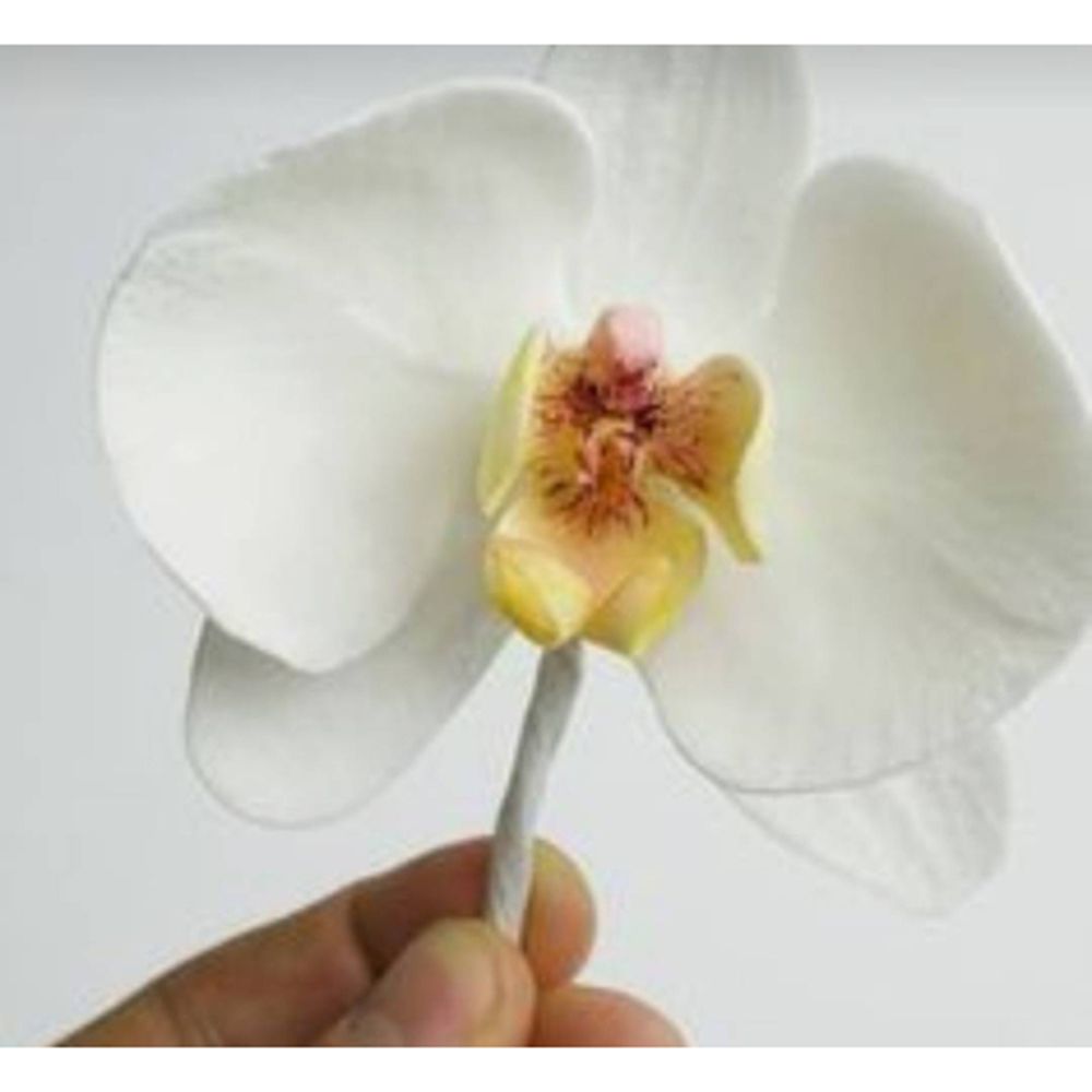 Matrices découpées en métal fl - Orchid Phalaenopsis avis et prix