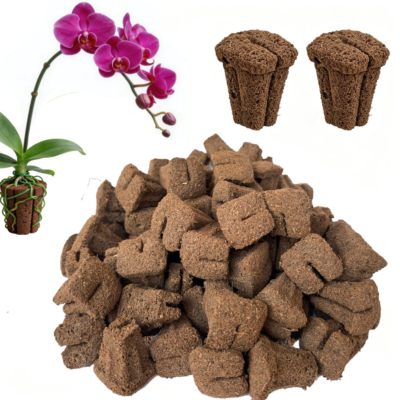 Éponges de germination rapide  - Orchid Phalaenopsis avis et prix