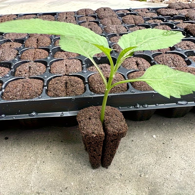 Éponges de germination rapide  - Orchid Phalaenopsis avis et prix
